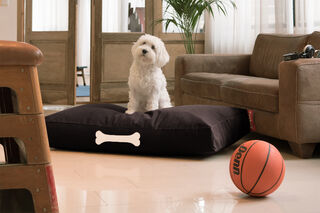 Doggielounge L Canvas Black Licorice
