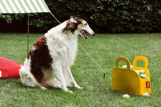 Sjopper-Kees Yellow Ochre